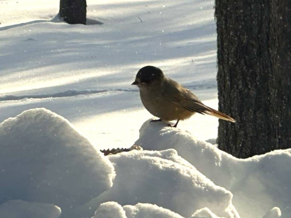 Mystical Siberian jay