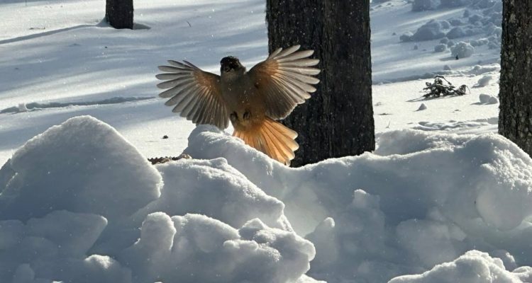 Siberian jay