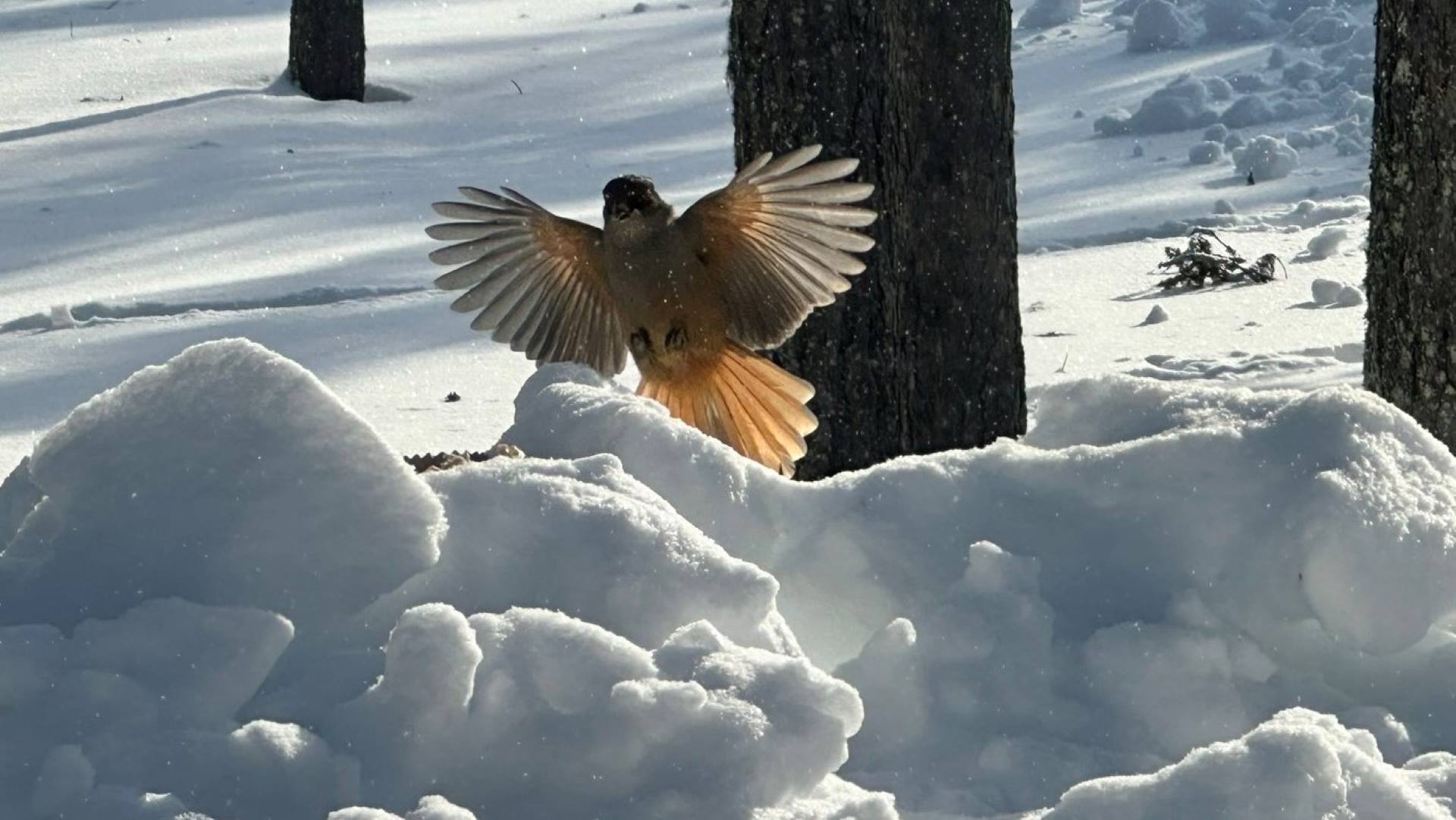 Siberian jay