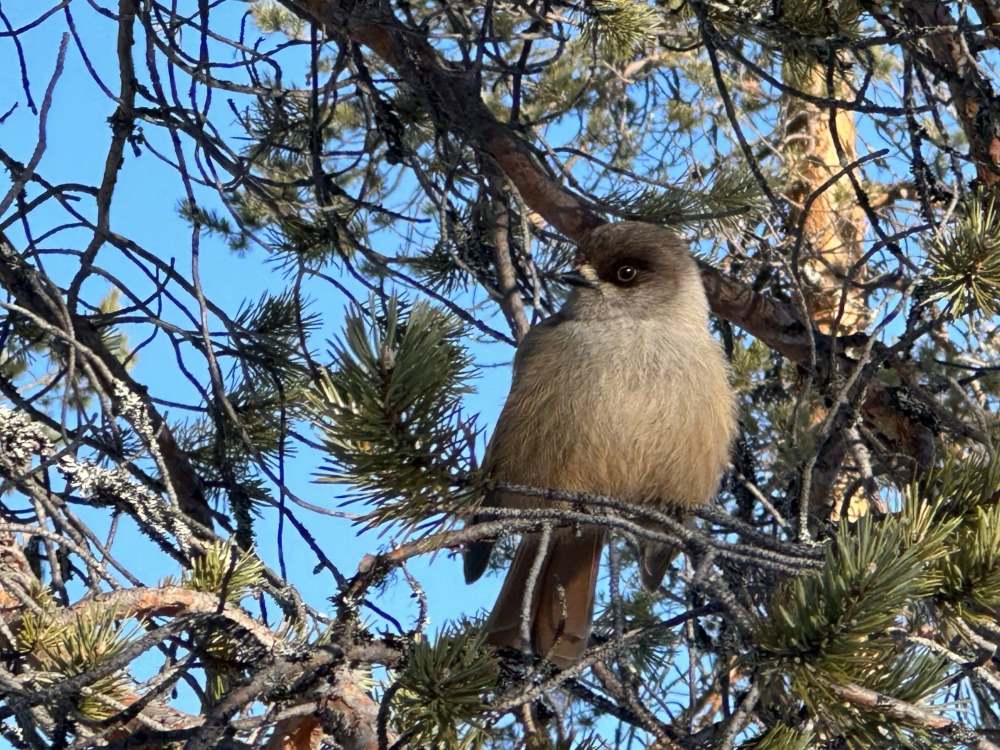 Siberian jay on a tree