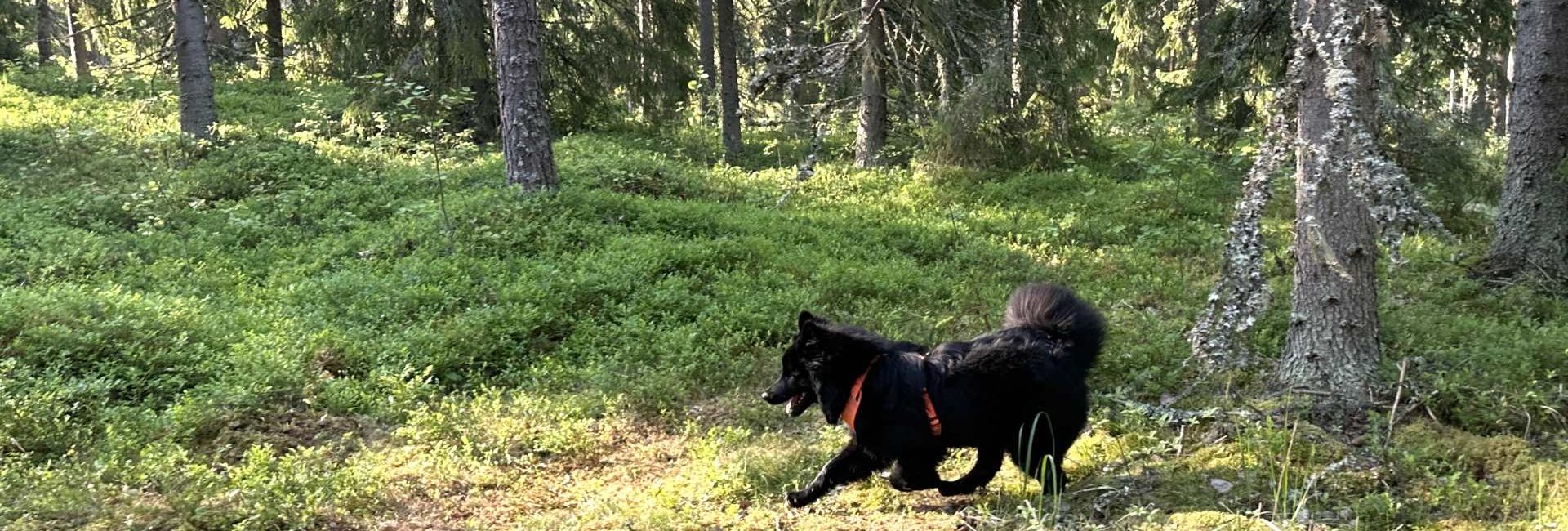 Someron Koirametsä dog forest: Where dogs and nature meet