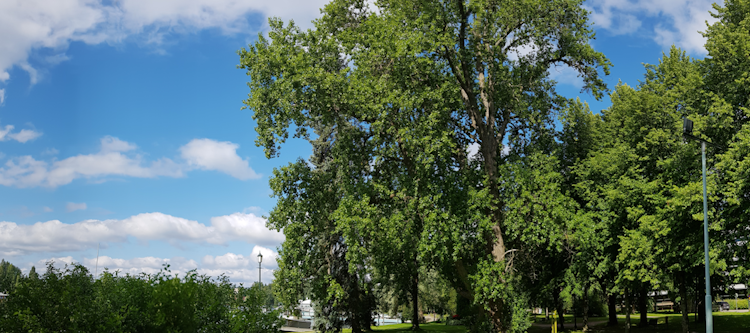 Tsaarinpoppeli tree Heinola
