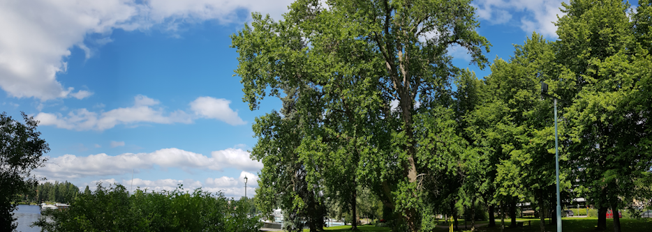 Tsaarinpoppeli tree Heinola