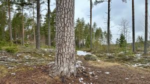 Visiting the impressive Rotomänty pine tree in Suomusjärvi