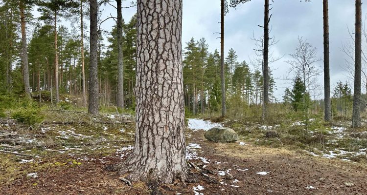 Visiting the impressive Rotomänty pine tree in Suomusjärvi
