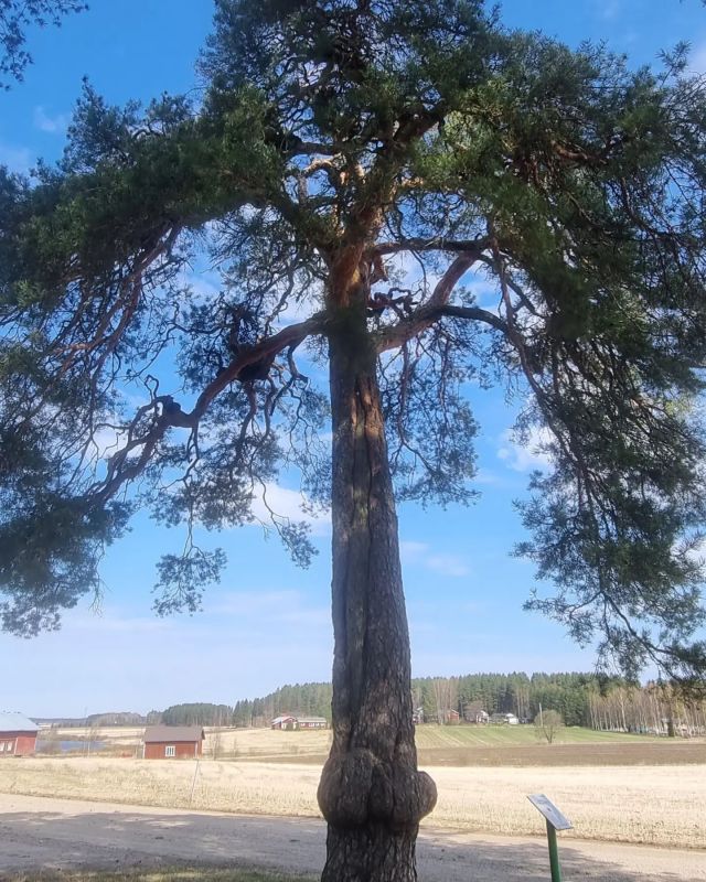 This is Piiskoomänty, a whipping pine used for flogging and other punishment until late 1800s at #kuortane. Link to full post in our bio

#southernostrobothnia #historicalplace #history #finnishnature #visitfinland