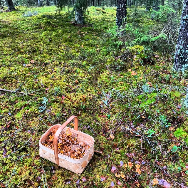 November invites us into the forest for final days of mushroom foraging this season. Don't miss out on enjoying them while you still can! 🍄‍🟫

#funnelchanterelle #nature #finnishnature #mushroomforaging #lastdaysofautumn #autumn #finland #november #hiking #naturelovers #foodfromnature #mushrooms #mushroombasket