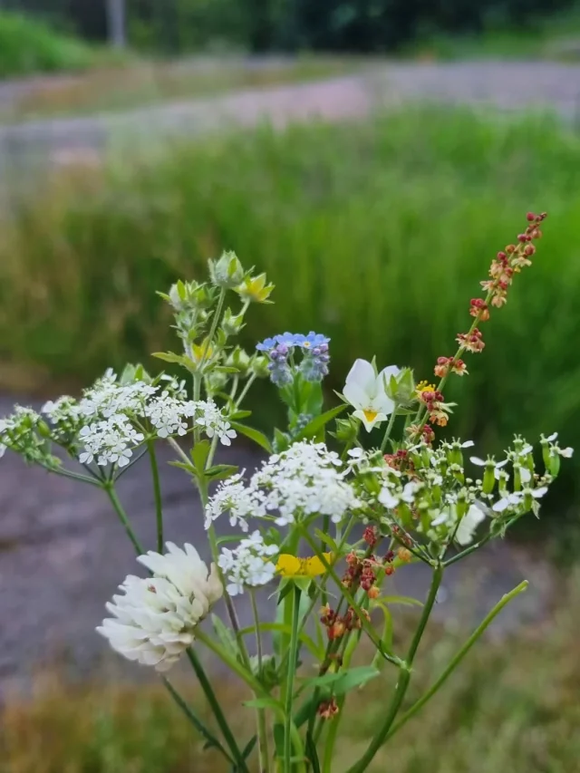 Happy Midsummer! Have you done your flowery Midsummer magic already? Pick up 7 different wild flowers, put them under your pillow, and your future spouse will appear to you in your dream

#juhannus
#juhannustaika
#midsummereve 
#juhannusaatto 
#suomenkesä
#midsummer 
#midsommar 
#finnishsummer